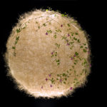 Op.10 “Moon”