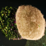 Op. 13 “Moon 2”