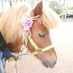 開園　ウェルカムポニー